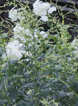 Artemisia lactiflora