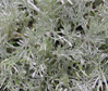 Artemisia schmidtiana 'Nana'