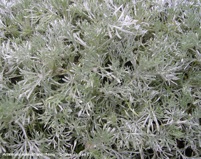 Artemisia schmidtiana 'Nana'