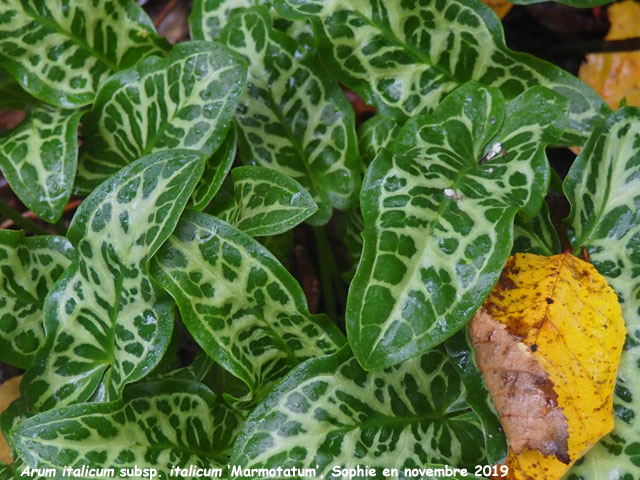 Arum italicum subsp.italicum 'Marmoratum'