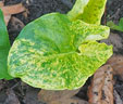 Arum italicum subsp. neglectum 'Miss Janay Hall'