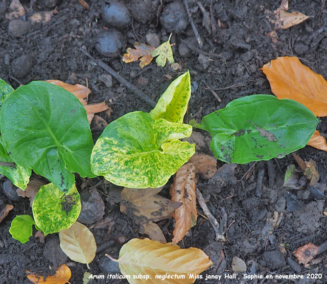 Arum italicum subsp. neglectum 'Miss Janay Hall'