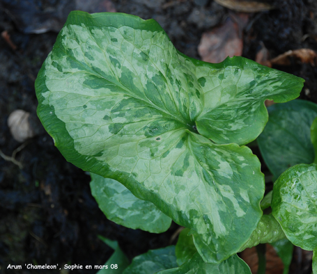 Arum 'Chameleon'