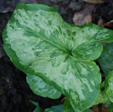 Arum 'Chameleon'