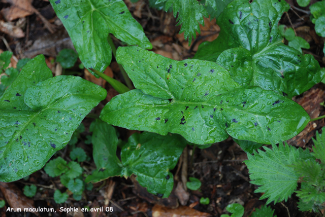 Arum maculatum