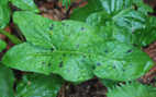 Arum maculatum