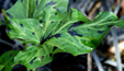 Arum maculatum 'Pleddel'
