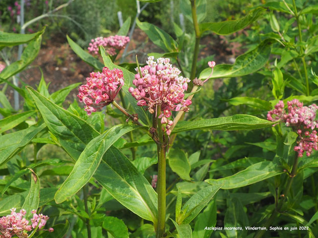 Asclepias incarnata