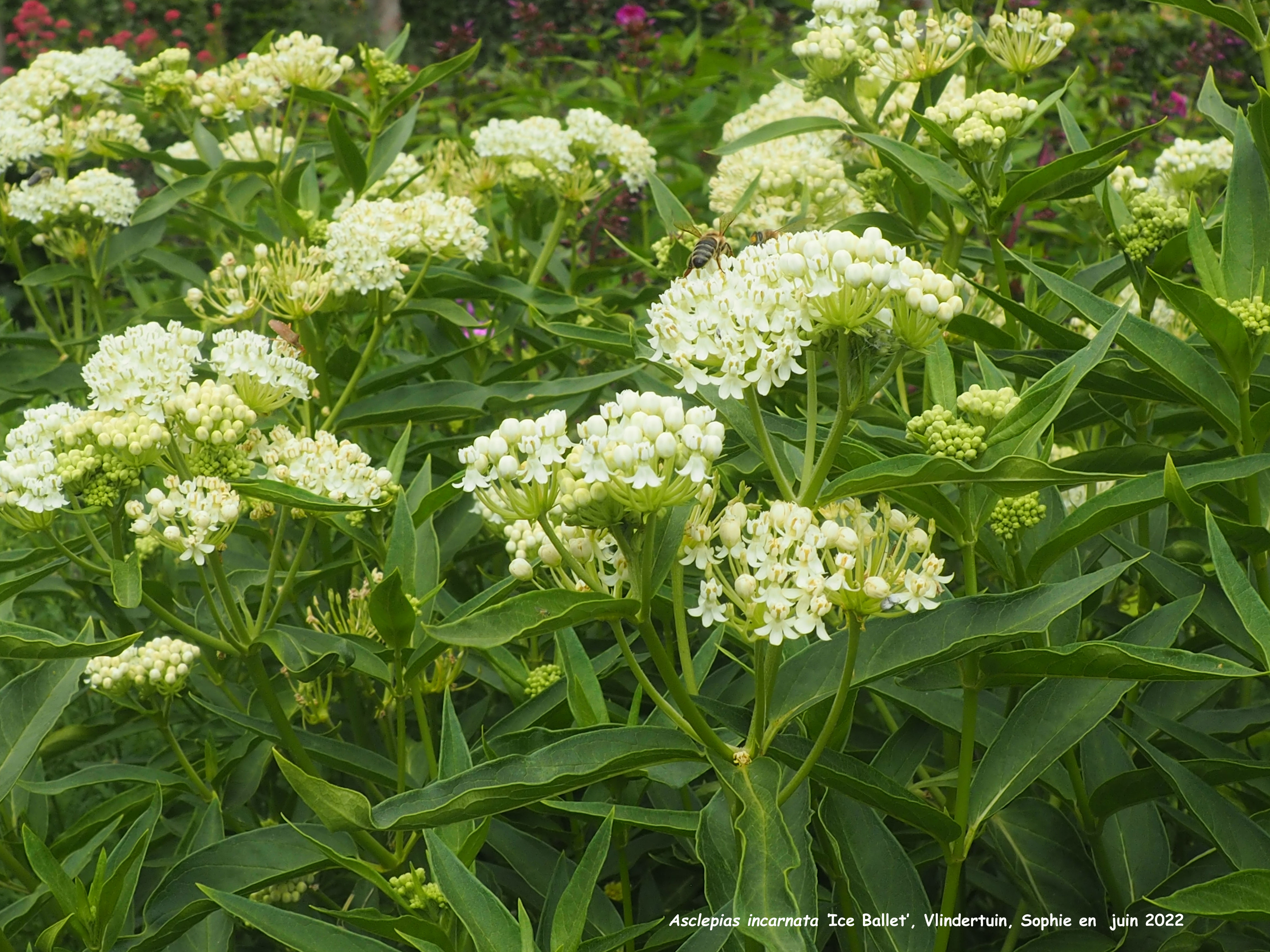 Asclepias incarnata 'Ice Ballet'