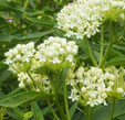 asclepias incarnata 'Ice Ballet'