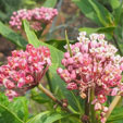 asclepias incarnata