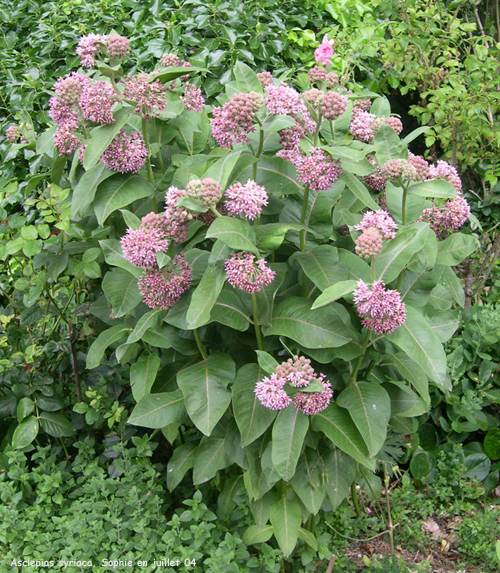 Asclepias syriaca