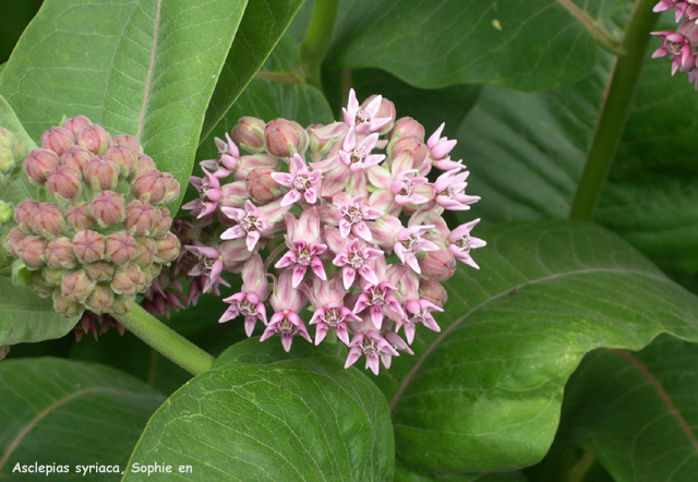 Asclepias syriaca