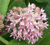 Asclepias syriaca