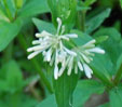 Asperula taurina