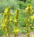 Asphodeline lutea