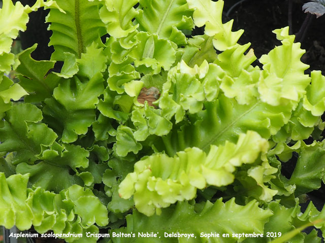 Asplenium scolopendrium 'Crispum Bolton's Nobile' 