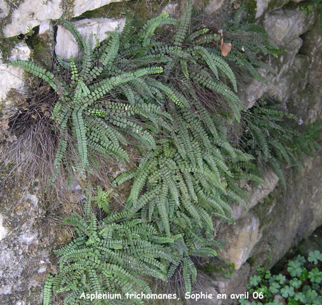 Asplenium trichomanes