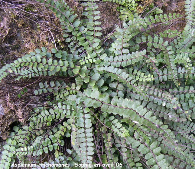 Asplenium trichomanes