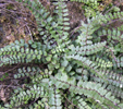 Asplenium trichomanes