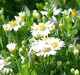 Aster ageratoides 'Sunshine'