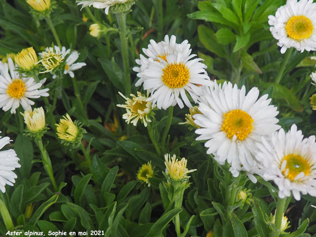 Aster alpinus 'Albus'