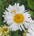 Aster alpinus 'Albus'