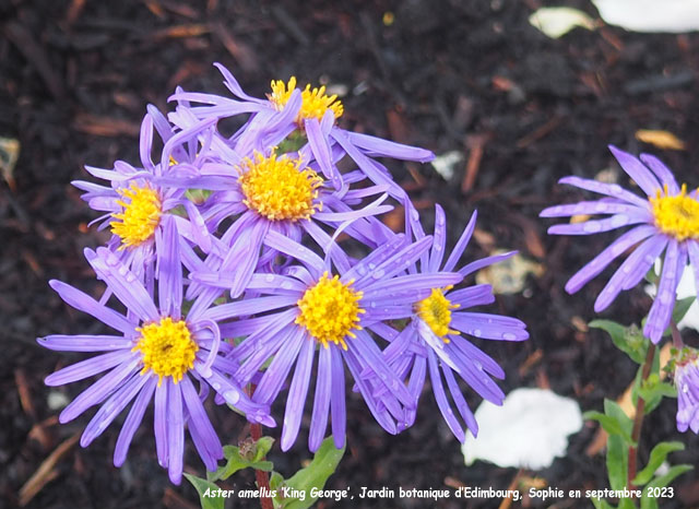 Aster amellus 'King George'