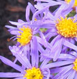 Aster amellus 'King George'