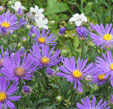 Aster amellus 'Veilchekonigin'