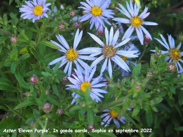 Aster 'Eleven Purple'