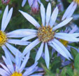 Aster 'Ekeven Purple'