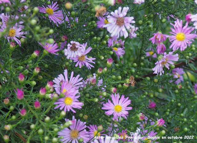 Aster ericoides 'Pink Star'