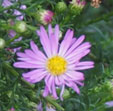 Aster ericoides 'Pink Star'