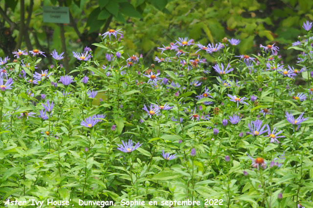 Aster 'Ivy House'