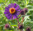 Aster novae-angliae 'Marina Wolkonsky'