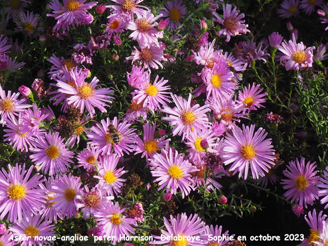 Aster novi-belgii 'Peter Harrison'