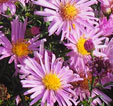 Aster novi-belgii 'Peter Harrison'