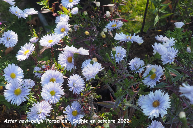 Aster novi-belgii 'Porzellan'