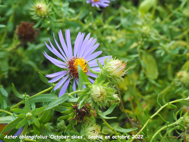 Aster oblongifolius 'October Skies'
