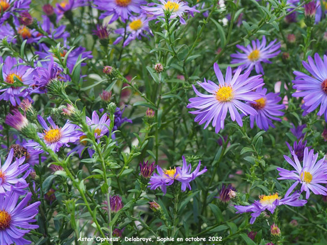 Aster 'Orpheus'