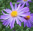 Aster 'Orpheus'