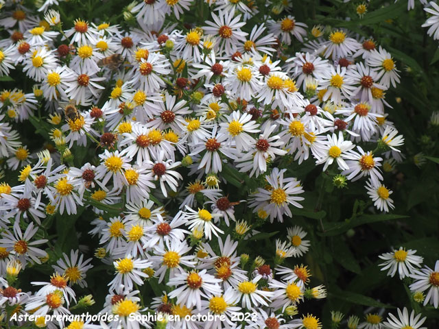 Aster prenanthoides