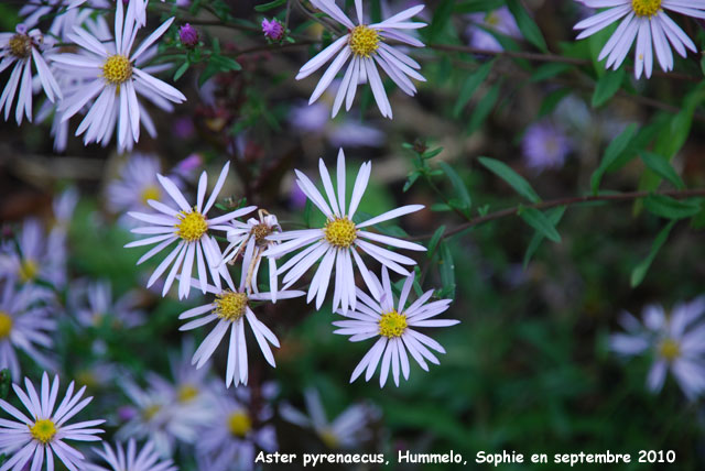 Aster pyrenaeus 'Lutetia'