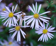 Aster pyrenaicus 'Lutetia'