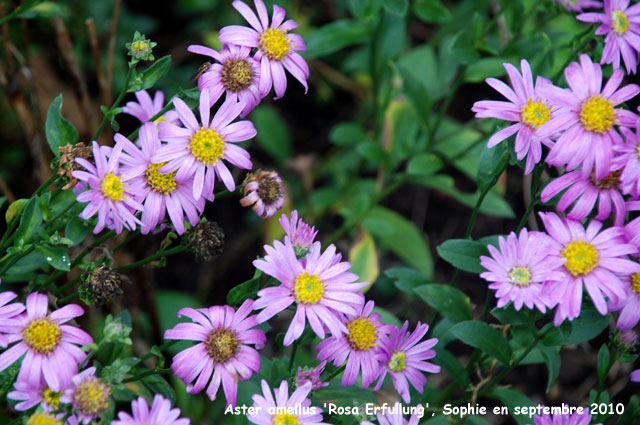 Aster amellus 'Rosa Erfullung'