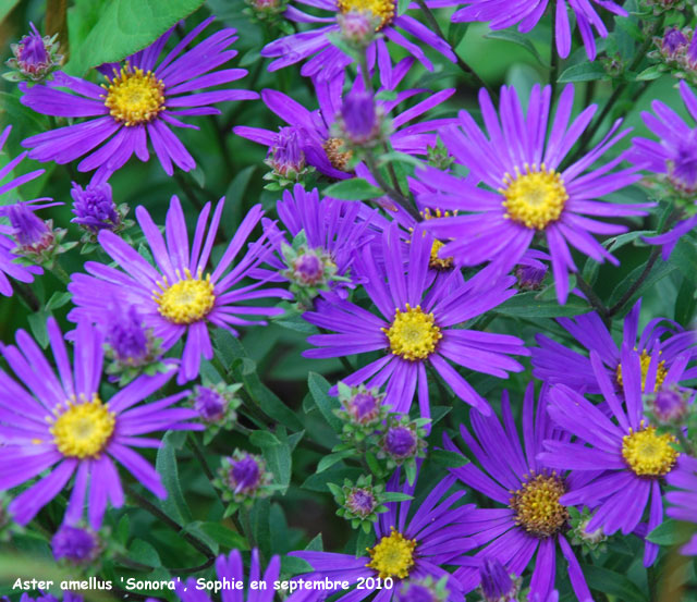 Aster amellus 'Sonora'