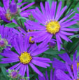 Aster amellus 'Sonora'