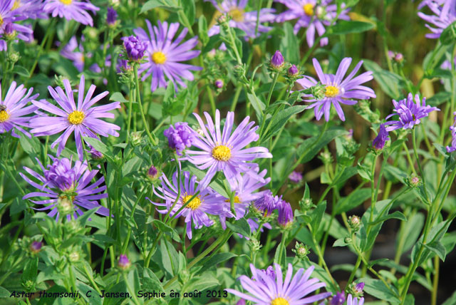 Aster thomsonii