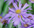 Aster thomsonii